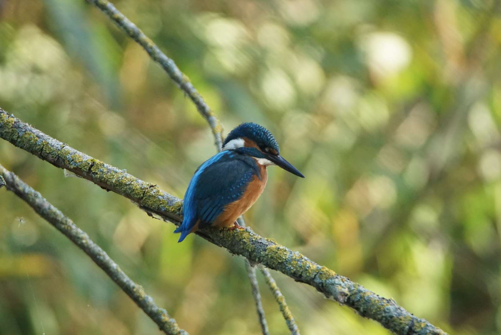 Profielfoto van Hen3NatureFreak