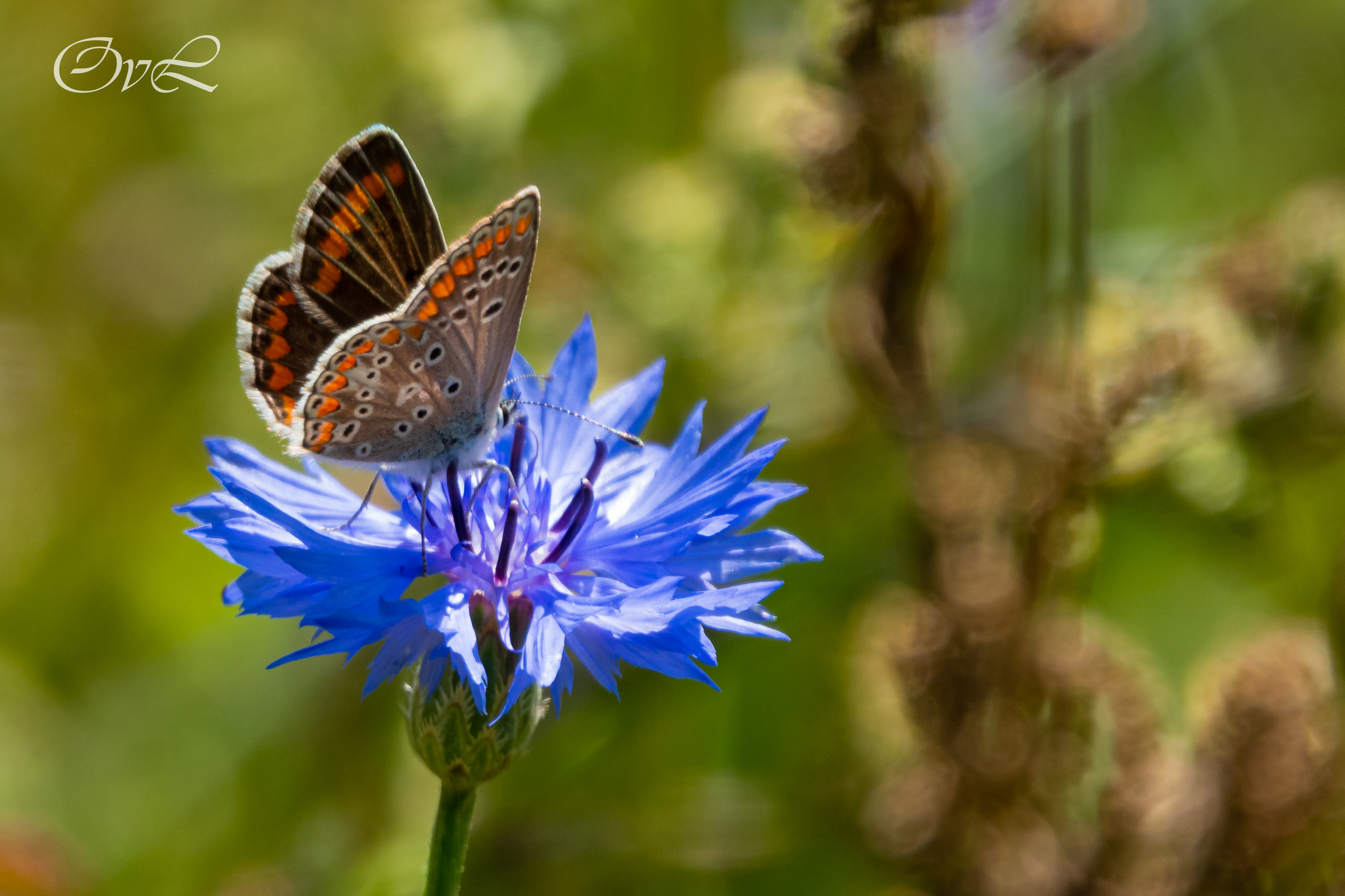 Profielfoto van O. van Loevezijn