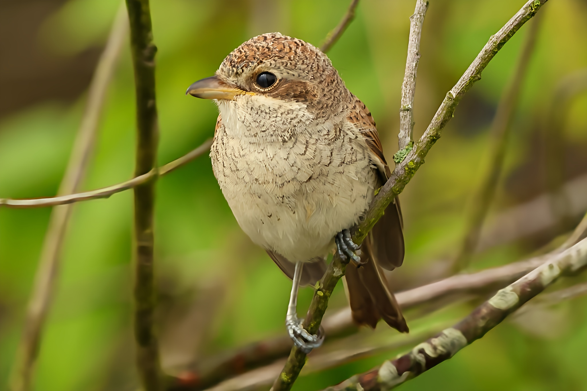 Profielfoto van framesbykevin