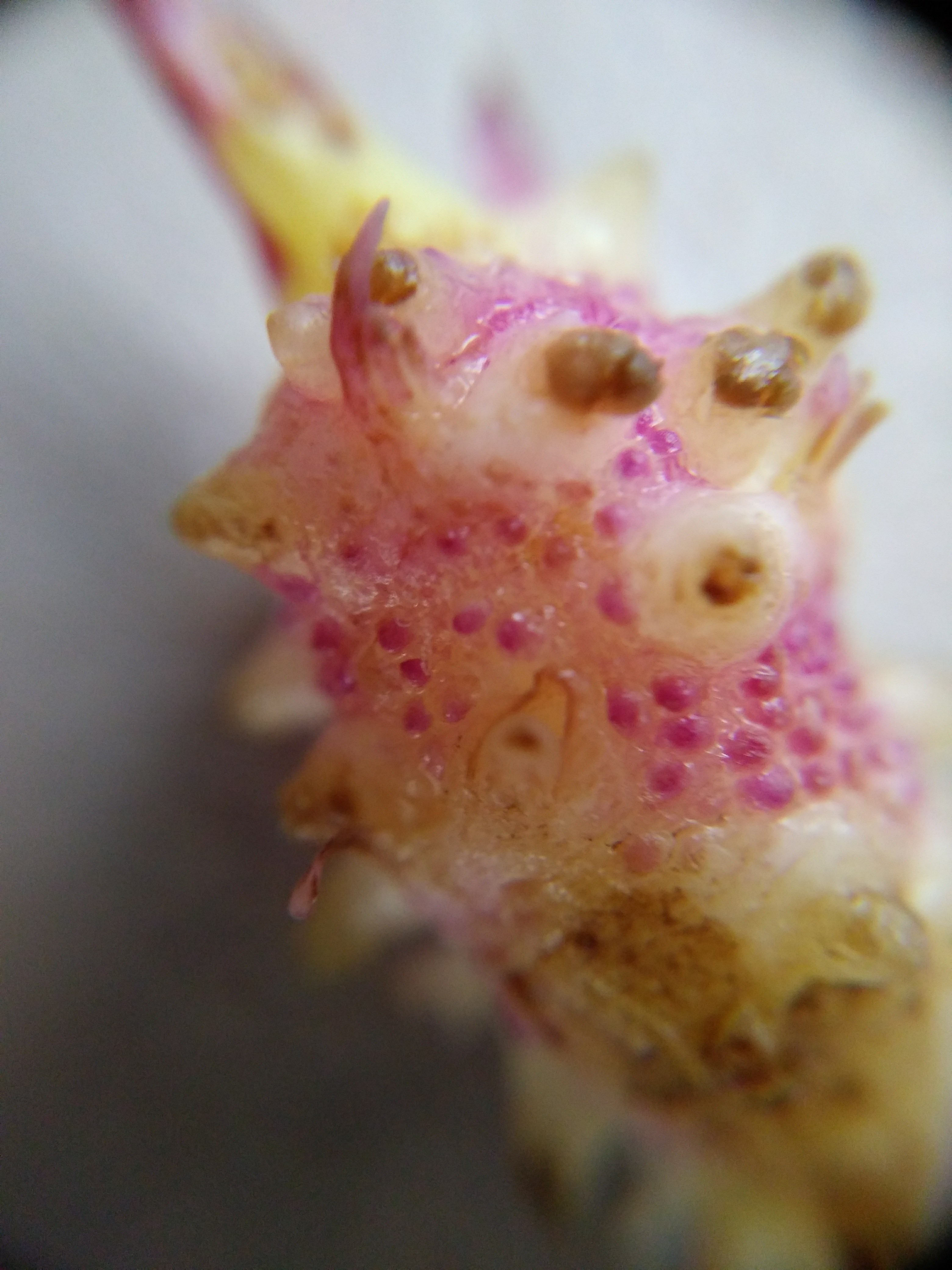 Profielfoto van pioenlotus