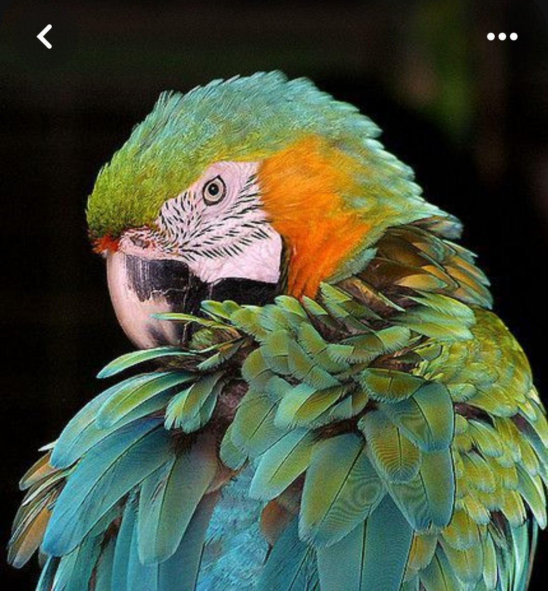 Profielfoto van nies_piek