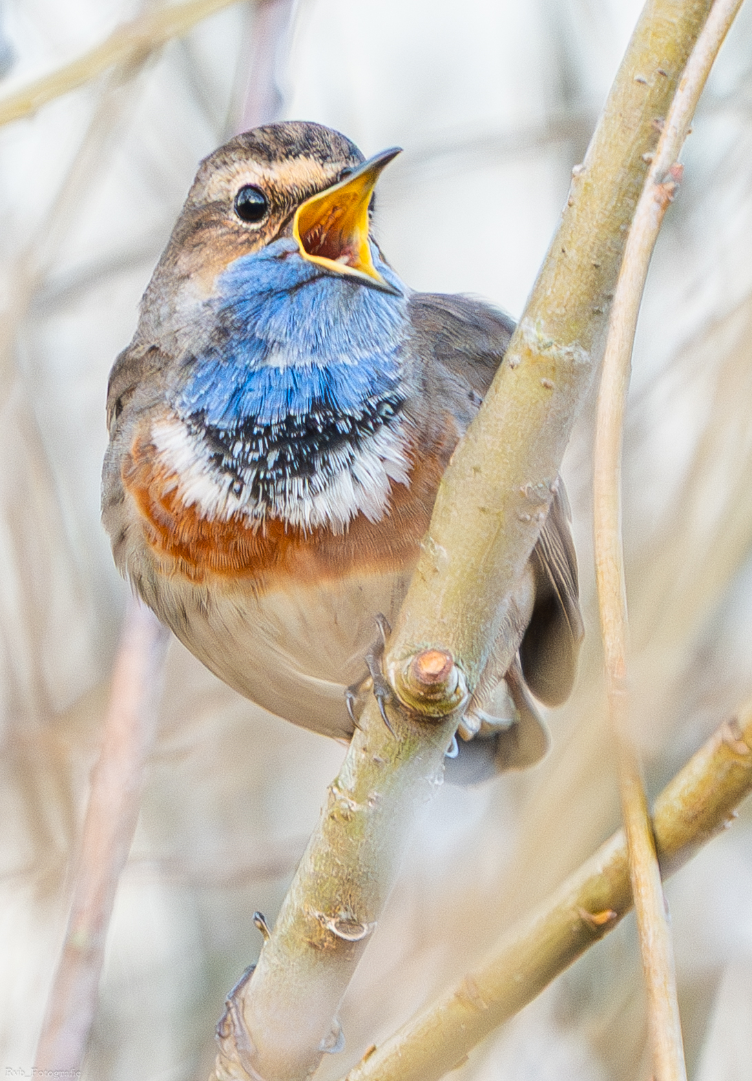 Profielfoto van rvb_fotografie