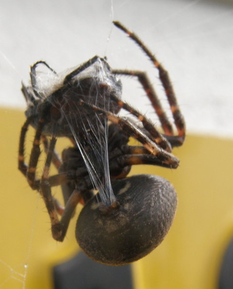 Profielfoto van redjered23