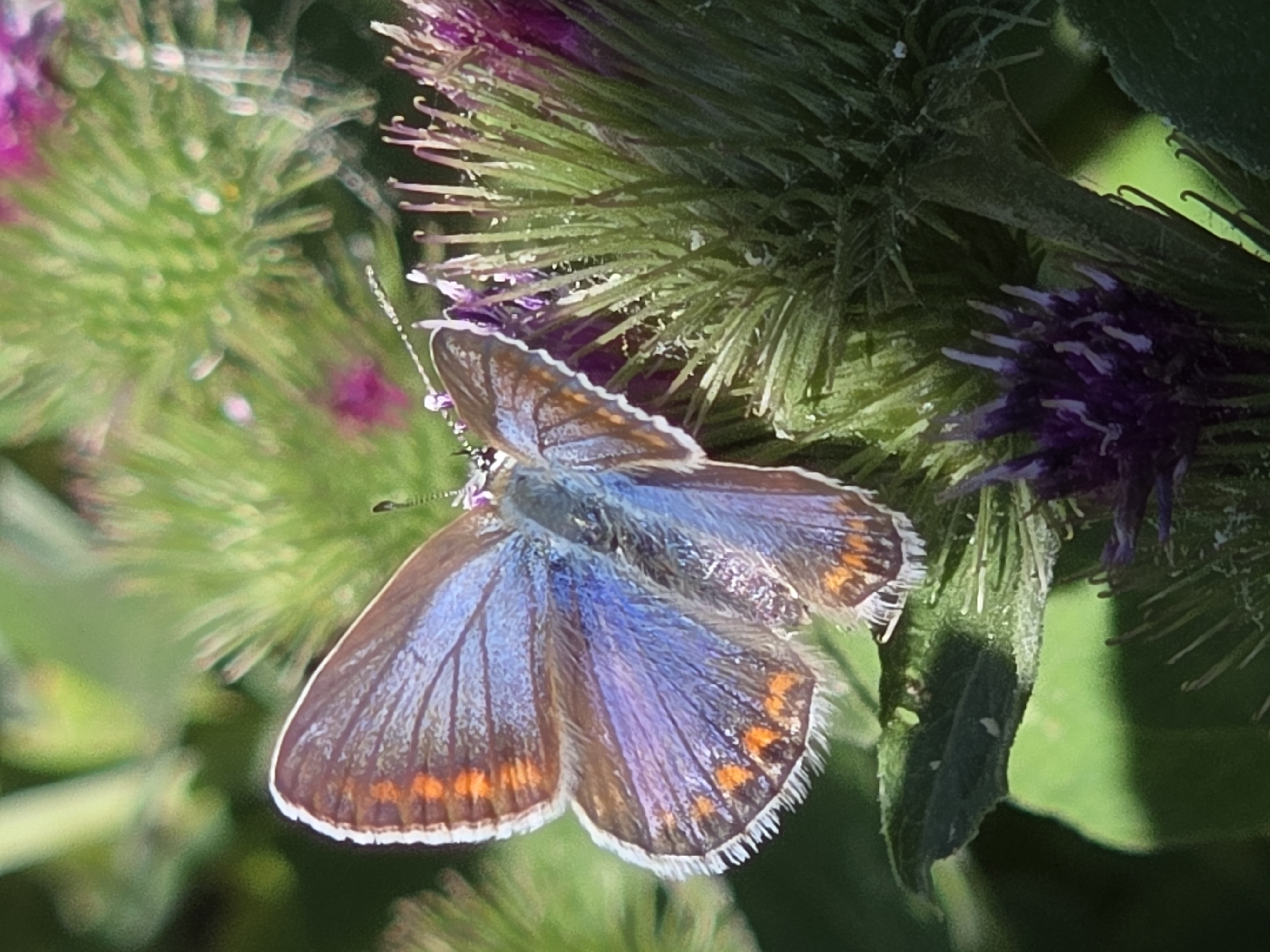Profielfoto van peter_liebe_-_focusv__