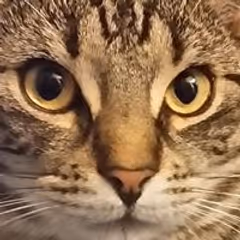 jansje