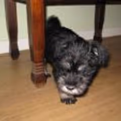 ozzy2009