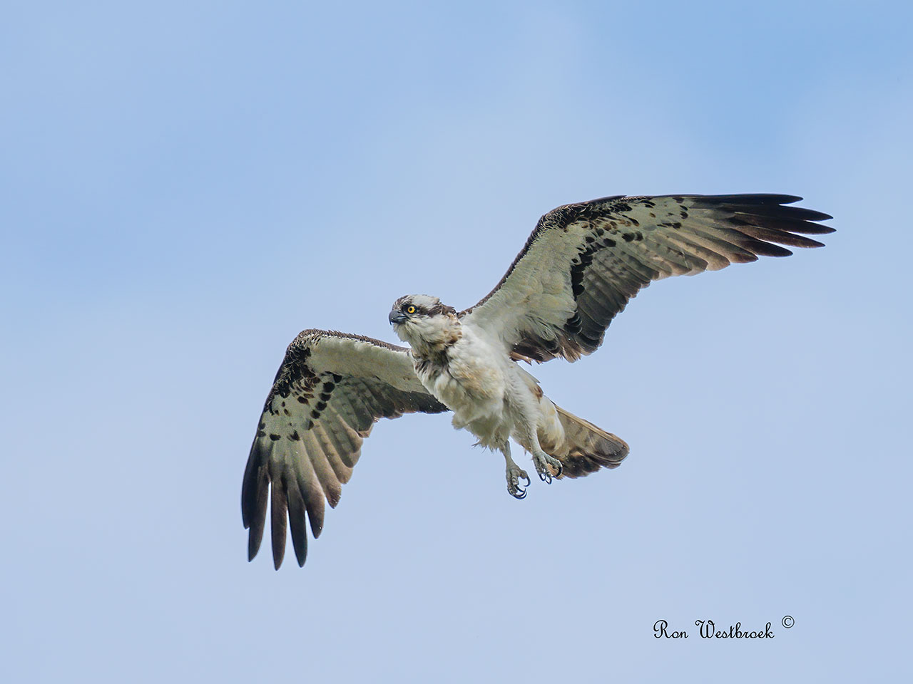 Profielfoto van ronwestbroek