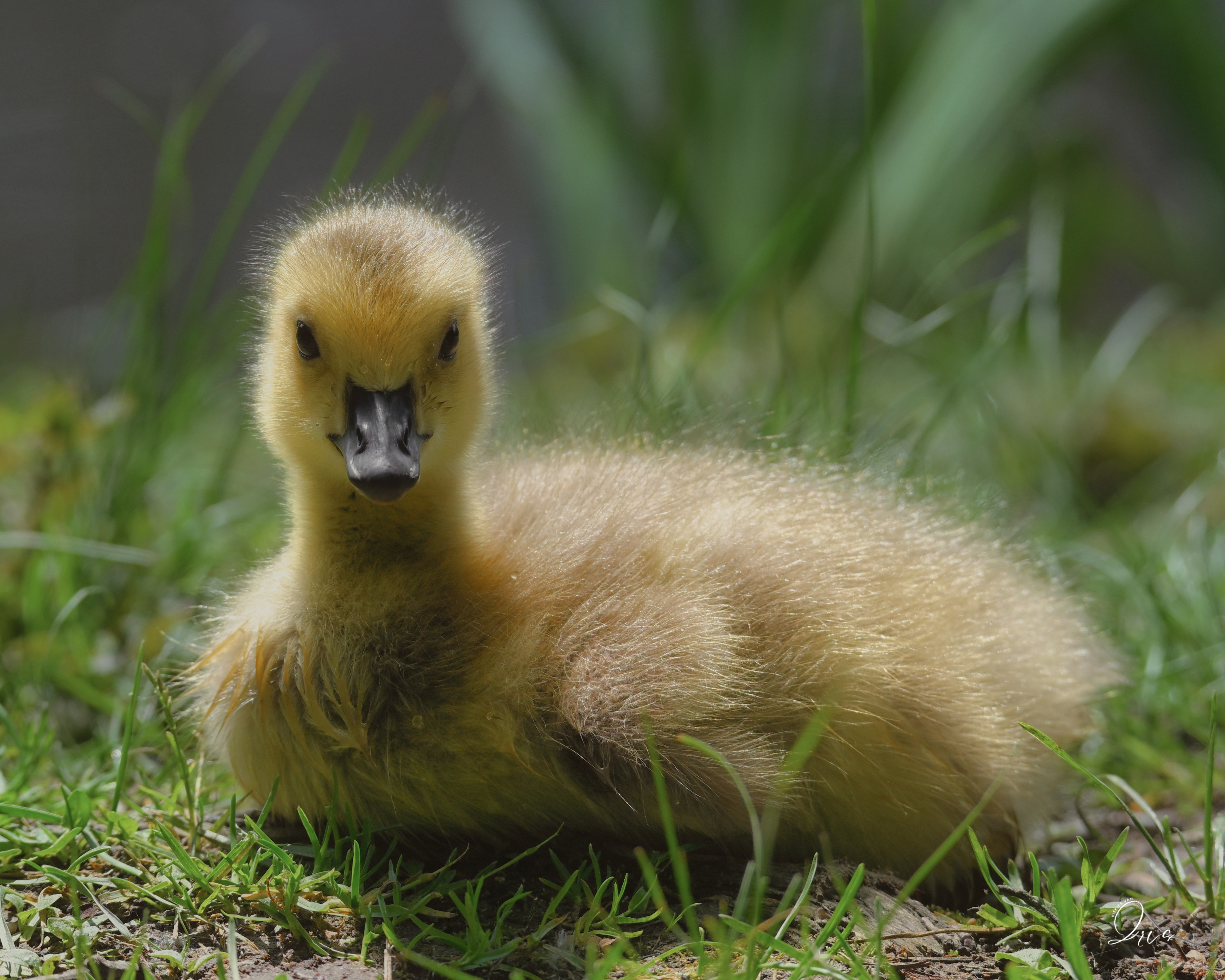 Profielfoto van kiekjesvan.iris