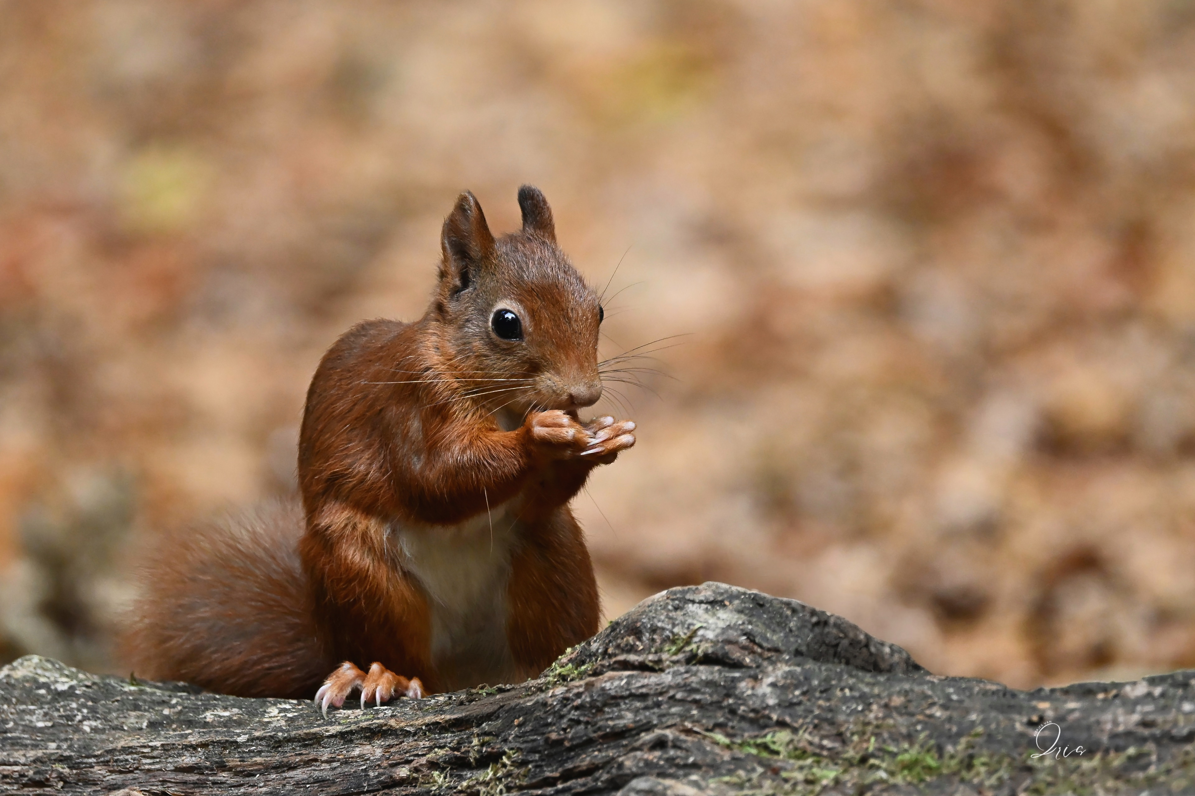 Profielfoto van kiekjesvaniris