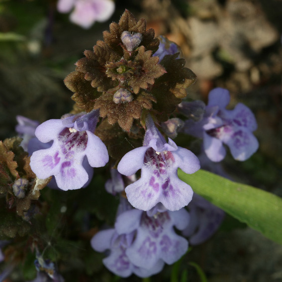 Profielfoto van Plantennamen