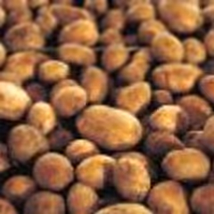 potato
