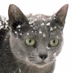 krazykat