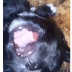 Silliejeanie