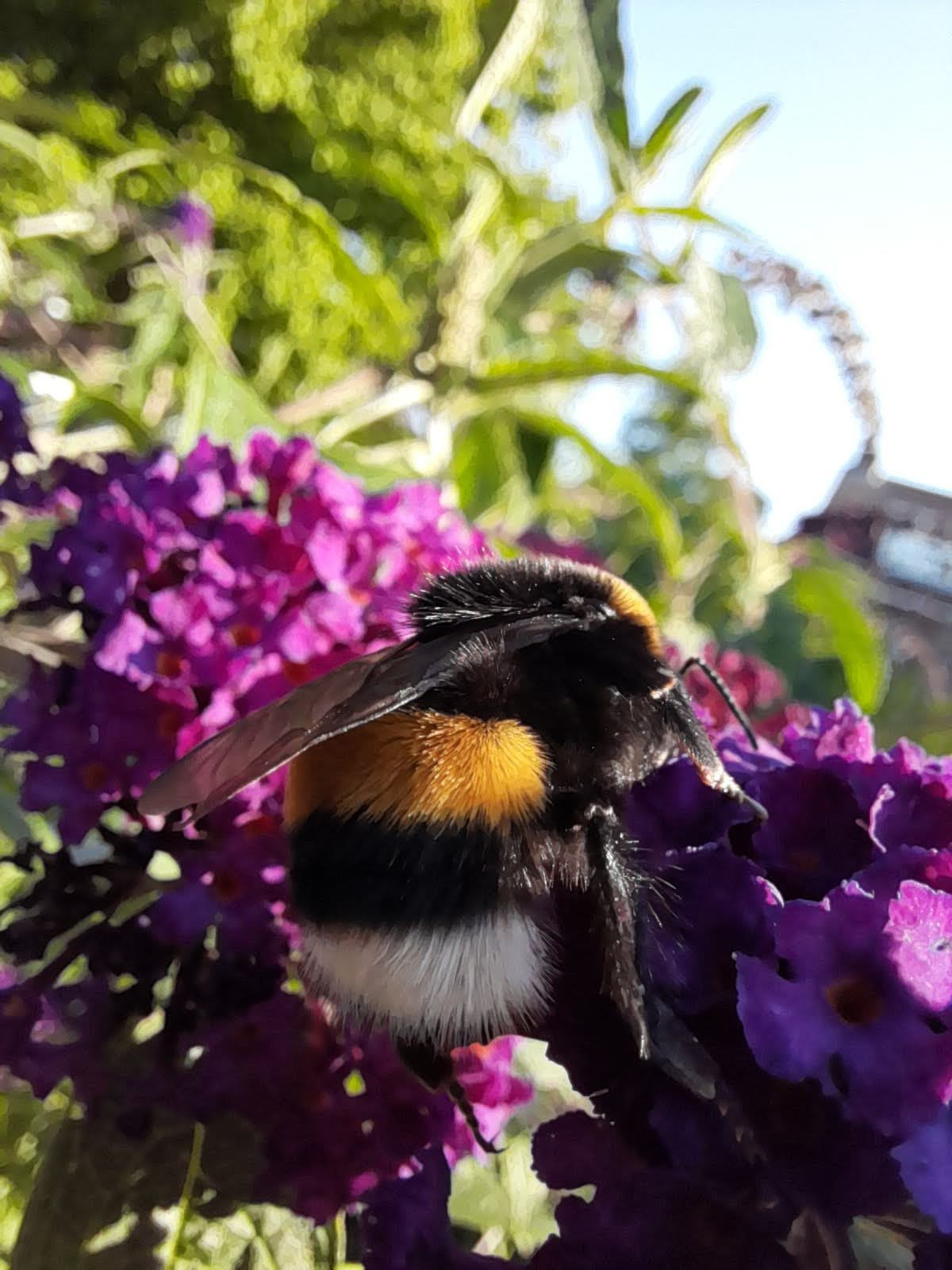 Profielfoto van justbe