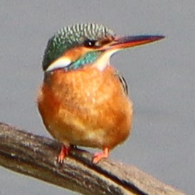 Profielfoto van joopgroen