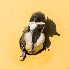 peetje123