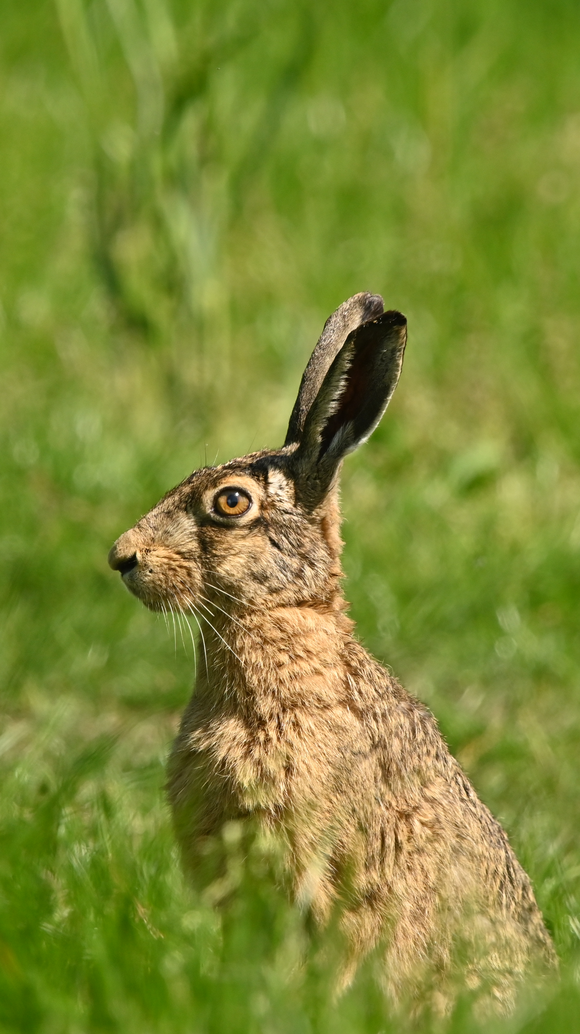 Profielfoto van Ingridvanwageningen