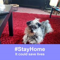 Profielfoto van sonjamartens14